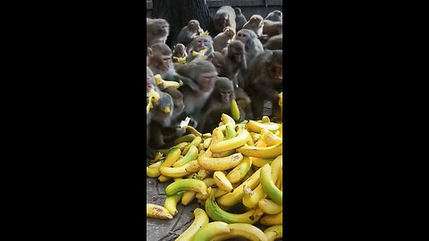 A MONKEYSI’ FEAST THEY WILL PROBABLY FORGET?