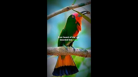 Unknown Fact About Red Bearded Bee Eater Bird!