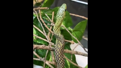 😳😱Top Dangerous snake ❤️ |🐍🐍 Snake nature WhatsApp Status | amazing nature video #shorts(2)