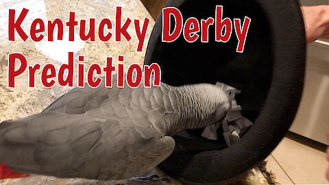 Talking parrot predicts winner of the Kentucky Derby