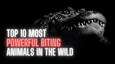 Top 10 Most Powerful Biting Animals in the Wild