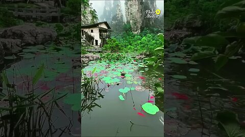 #nature wonderful living in natural environment 😍 #viralvideo Episode75
