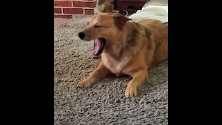 In quarantine too long; these dogs are having an argument