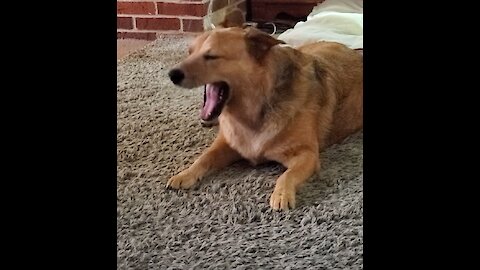 In quarantine too long; these dogs are having an argument