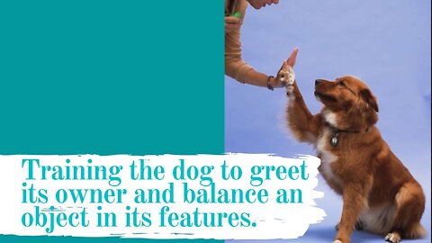 Training the dog to greet its owner and balance an object in its features.