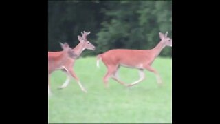 Deer in Georgia