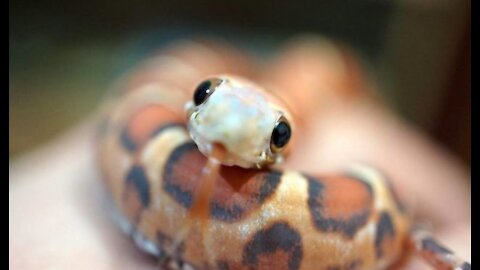 Cute and funny Snakes videos