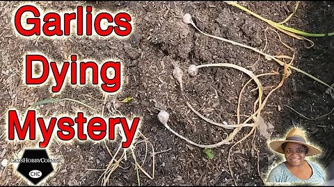 #Garlic Tops #dying #mystery - #catshobbycorner