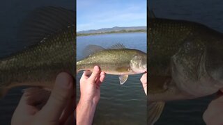 Colorado fishing for largemouth - DOUBLED UP!