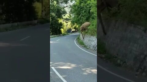 Elefante Corre Atrás de Carro dos Turistas #shorts