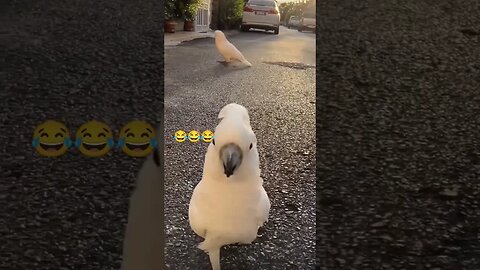 Catwalk of a Cockatoo 😂😂 l #shorts l #funnycockatoo l @BikisAviary