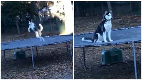 Hund har det sjovt med at hoppe på trampolin indtil han indser at han bliver overvåget!