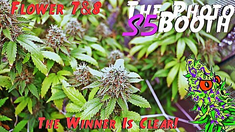 The Photo Booth S5 Ep. 13 | Flower Weeks 7 & 8 | The Winner Is Clear!
