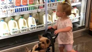 Criança passeia com cão em carrinho de bebê