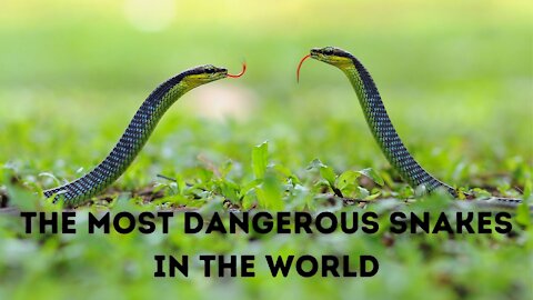 The Most Dangerous Snakes In The World