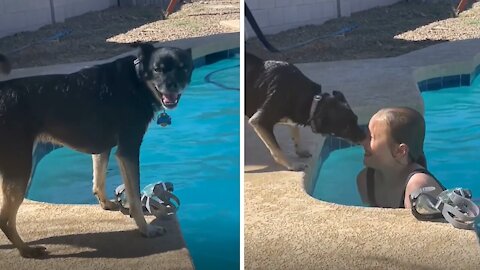 -dog goes full lifeguard mode when owner jumps in pool.