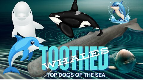 Discover The Toothed Whales: The REAL top dogs of the Ocean