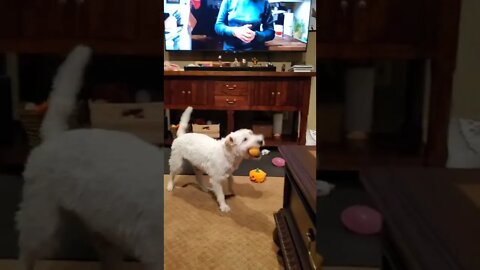 Ares Jack Russell action during his trainer facebook broadcast