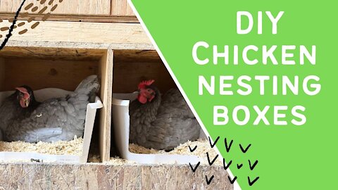DIY Nesting Boxes for Your Chickens