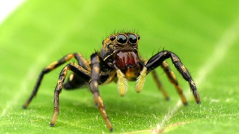 Little Jumping Spider from the Ecuadorian Amazon rainforest