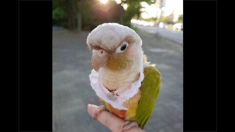 Walk with my Conure