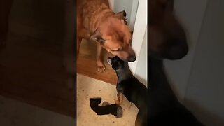 Funny_Dogs_Compilation__short