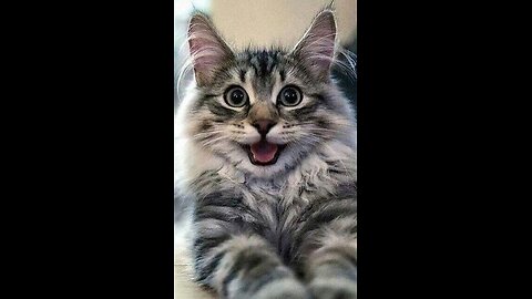 Funny Cats -Best Funny Animals Compilation