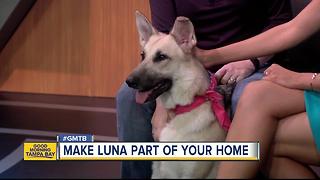 July 29 Rescues in Action: Luna longs for forever home