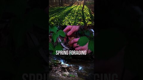 Morel and Ramp Foraging. Spring Wild edibles. Mushroom hunting. Bushcraft. #shorts