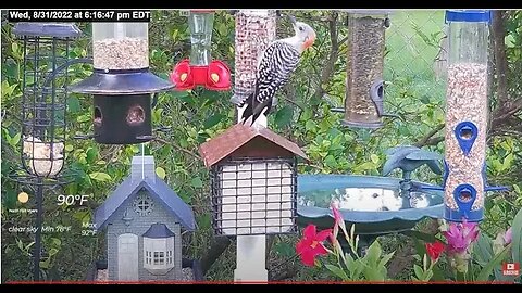 Florida Bird Feeder Live Camera HD Red Bellied, Cardinal, Painted Bunting, Blue Jays