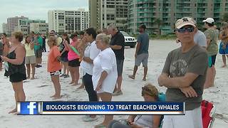 Crews rescue two distressed whales on Sand Key in Clearwater