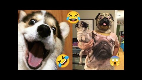 funny animals vids