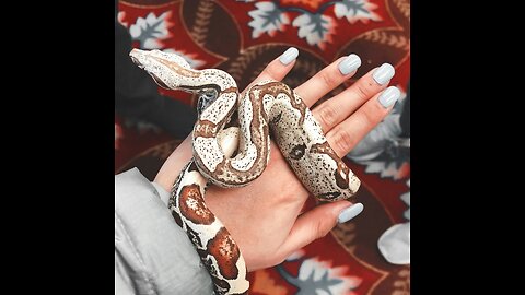 Daring man playing with snake🤔🎥