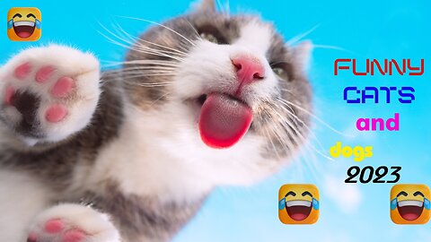funny cats and dogs videos|funny animals