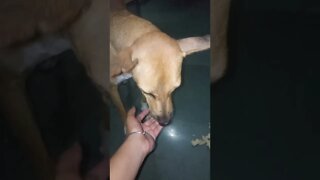 my first vlog ❤ 🐕 इनको रोटी हाथ से खाना है। 🤣 #shorts #clips 3