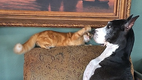 Katie the Great Dane gets swatted on the nose by her cat
