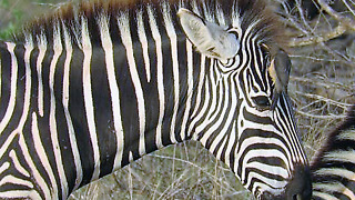 Helpful bird eagerly styles zebra's mane