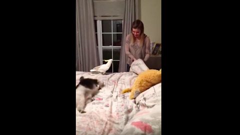 Cockatoo attacks girl for sitting on his bed