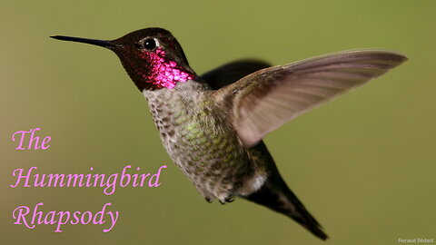 THE HUMMINGBIRD RHAPSODY WITH JOHANN SEBASTIAN BACH AIR SUITE NUMBER 3