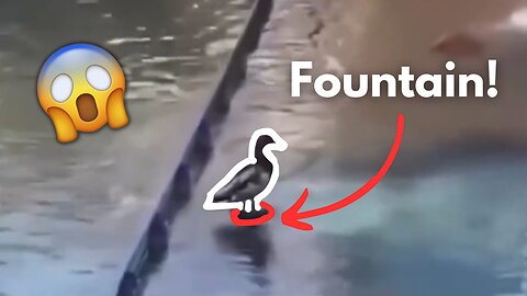 Duck Forgets That It's On a Fountain - Try Not To Laugh - Epic Fail