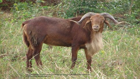 Indigenous sheep breeds of Tamil Nadu - Part 1