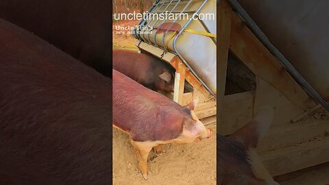 Huge Hereford Pigs @UncleTimsFarm #kärnəvór #carnivore #shorts #hereford #freerangepigs