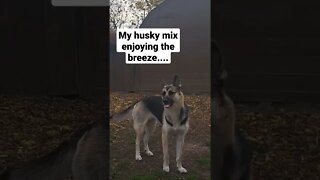 Husky Mixs Be Like ... #2 #shorts #doggo #shepsky