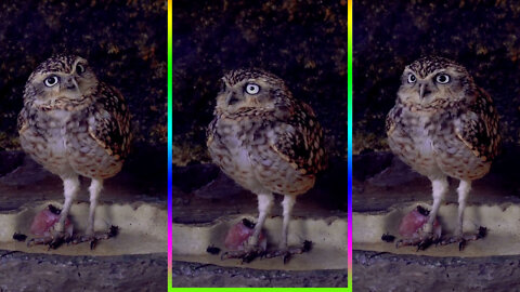 Owl Eyes Reaction - Cute owl's sudden surprised reaction - animalden