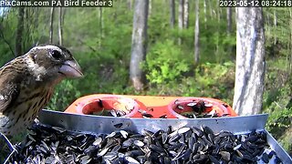 Female rose-breasted grosbeak on PA Bird Feeder 3 Close-up View 5/12/2023