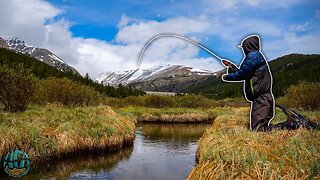 Fly Fishing Small Creek For Trout (4 Species Caught!)