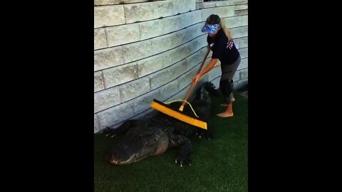 Crocodile 🐊 Cleaning 🤣 n| #Shorts #Animals #Crocodile