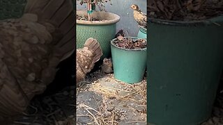 🐣🐥🐓 #chickens are growing fast! #farmlife #cute