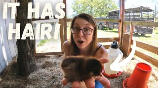AMAZING Egg Laying Hens | Starting A New Egg Layer Flock #shorts