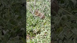 Wilder Ranch State Park: Stop 5: A squirrel chews on food on the shore #shorts